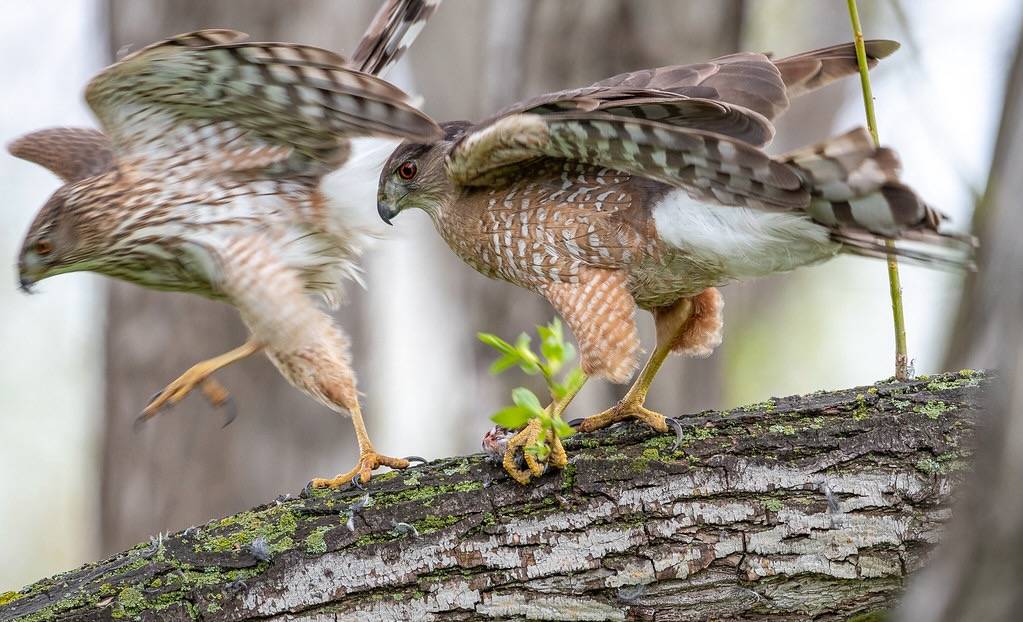 Female Cooper's Hawk taking food offered by the male by airboy123 is licensed under CC BY-NC-SA 2.0